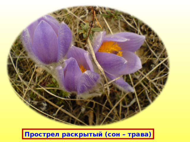 Прострел раскрытый (сон – трава) 