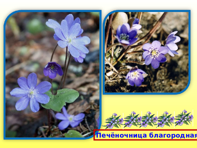 Печёночница благородная 
