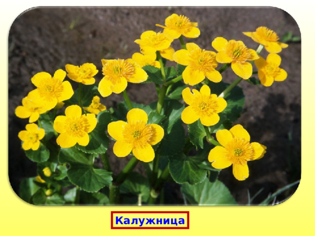 Калужница 