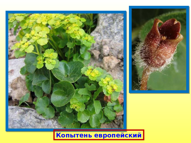 Копытень европейский 