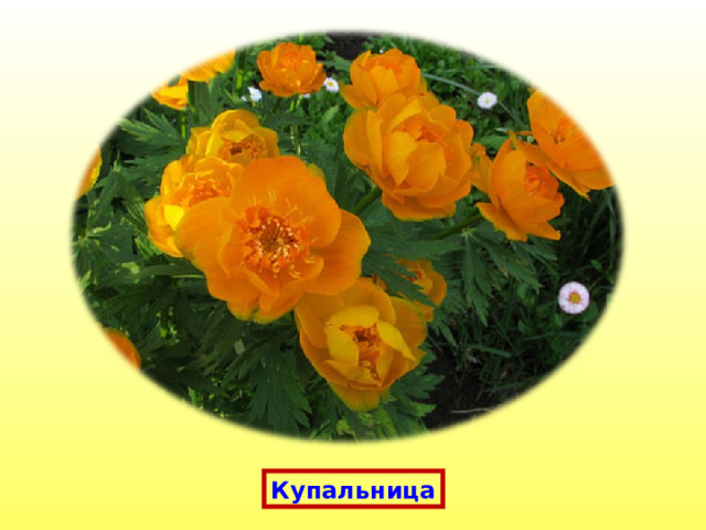 Купальница 