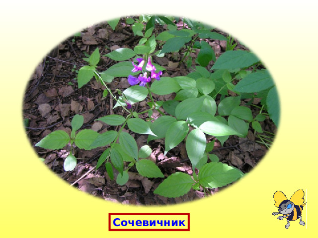 Сочевичник 
