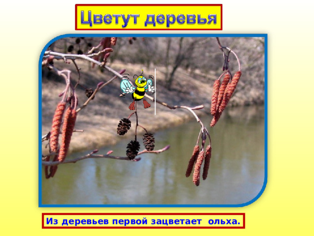 Из деревьев первой зацветает ольха. 