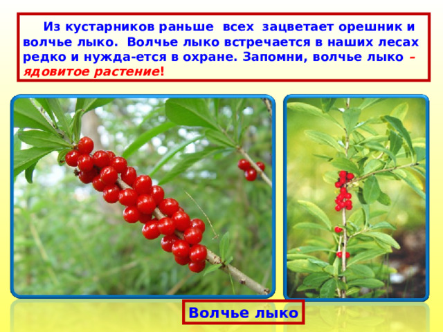  Из кустарников раньше всех зацветает орешник и волчье лыко. Волчье лыко встречается в наших лесах редко и нужда-ется в охране. Запомни, волчье лыко – ядовитое растение ! Волчье лыко 