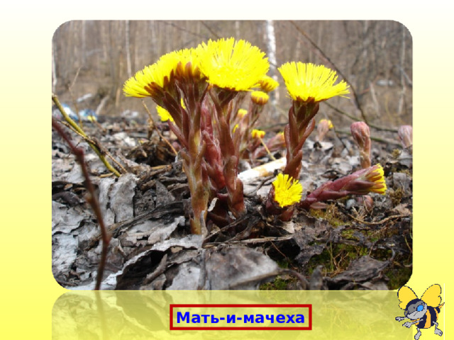 Мать-и-мачеха 
