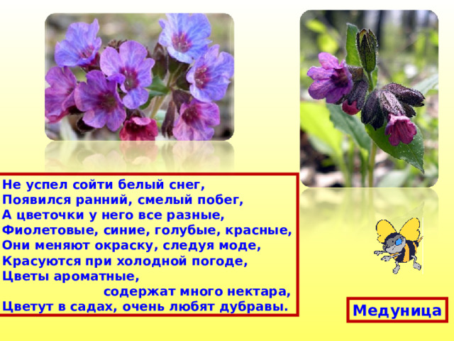 Не успел сойти белый снег, Появился ранний, смелый побег, А цветочки у него все разные, Фиолетовые, синие, голубые, красные, Они меняют окраску, следуя моде, Красуются при холодной погоде, Цветы ароматные,  содержат много нектара, Цветут в садах, очень любят дубравы. Медуница 