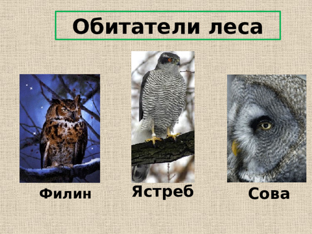 Обитатели леса Ястреб Сова Филин 