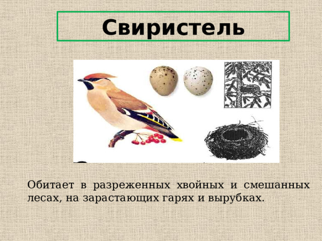 Свиристель Обитает в разреженных хвойных и смешанных лесах, на зарастающих гарях и вырубках. 