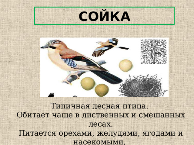 СОЙКА Типичная лесная птица. Обитает чаще в лиственных и смешанных лесах.  Питается орехами, желудями, ягодами и насекомыми. 