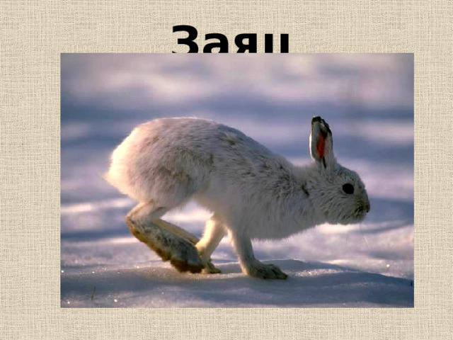 Заяц 