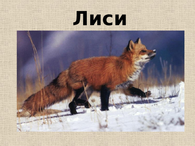 Лисица 