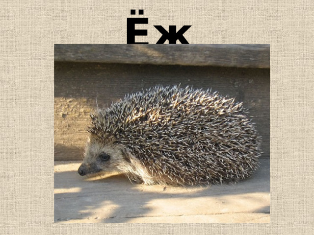 Ёж 