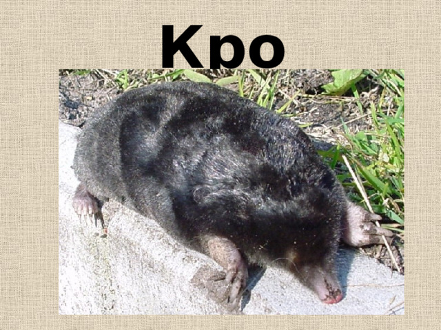 Крот 