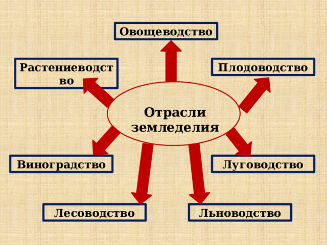 Овощеводство Растениеводство Плодоводство Отрасли земледелия Виноградство Луговодство Лесоводство Льноводство 