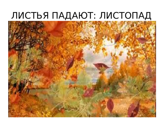 ЛИСТЬЯ ПАДАЮТ: ЛИСТОПАД 