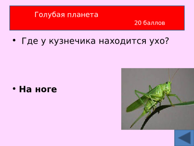 Голубая планета   20 баллов  Где у кузнечика находится ухо?   На ноге 