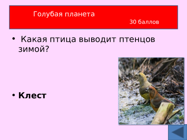 Голубая планета   30 баллов  Какая птица выводит птенцов зимой?   Клест 