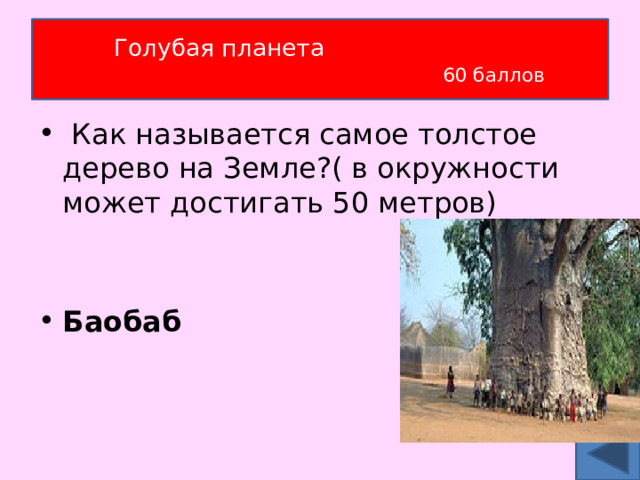 Голубая планета   60 баллов  Как называется самое толстое дерево на Земле?( в окружности может достигать 50 метров)  Баобаб 