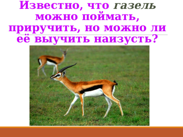Известно, что газель можно поймать, приручить, но можно ли её выучить наизусть? 