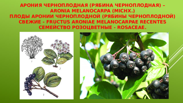 Арония черноплодная (рябина черноплодная) –  Aronia melanocarpa (Michx.)  Плоды аронии черноплодной (рябины черноплодной) свежие - Fructus Aroniae melanocarpae recentes  Семейство розоцветные - Rosaceae.   