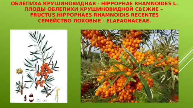 Облепиха крушиновидная - Hippophae rhamnoides L.  Плоды облепихи крушиновидной свежие –  Fructus Hippophaes rhamnoidis recentes  Семейство лоховые - Elaeagnaceae.   