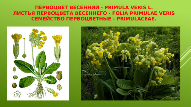 Первоцвет весенний - Primula veris L.  Листья первоцвета весеннего - Folia Primulae veris  Семейство первоцветные - Primulaceae. 