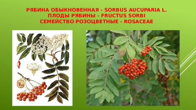 Рябина обыкновенная - Sorbus aucuparia L.  Плоды рябины - Fructus Sorbi  Семейство розоцветные - Rosaceae 