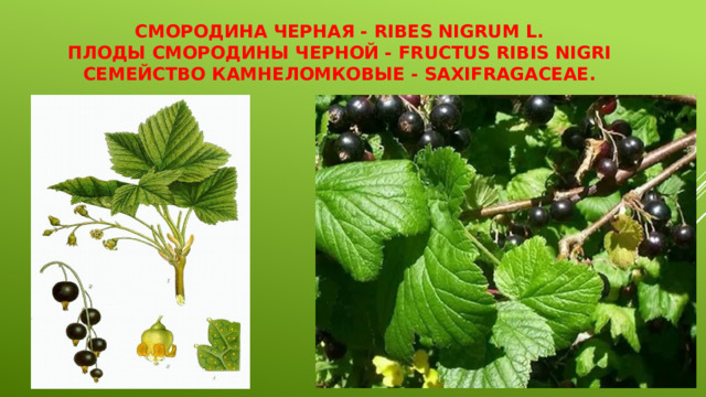 Смородина черная - Ribes nigrum L.  Плоды смородины черной - Fructus Ribis nigri  Семейство камнеломковые - Saxifragaceae. 