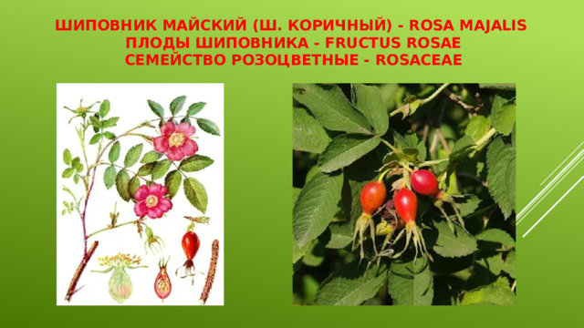 Шиповник майский (ш. коричный) - Rosa majalis  Плоды шиповника - Fructus Rosae  Семейство розоцветные - Rosaceae 