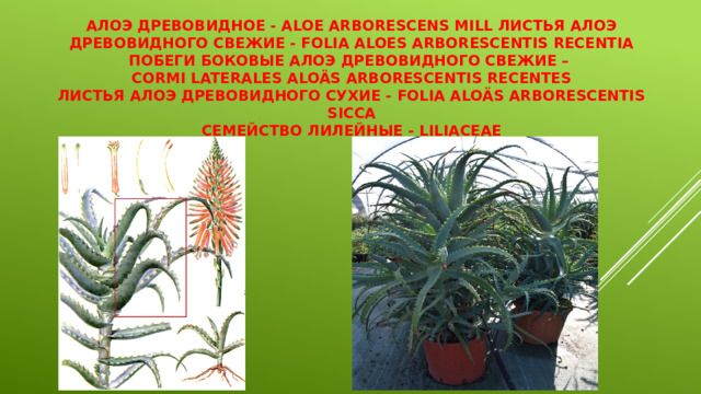 Алоэ древовидное - Aloe arborescens Mill Листья алоэ древовидного свежие - Folia Aloes arborescentis recentia  Побеги боковые алоэ древовидного свежие –  Cormi laterales Aloäs arborescentis recentes  Листья алоэ древовидного сухие - Folia Aloäs arborescentis sicca  Семейство лилейные - Liliaceae 