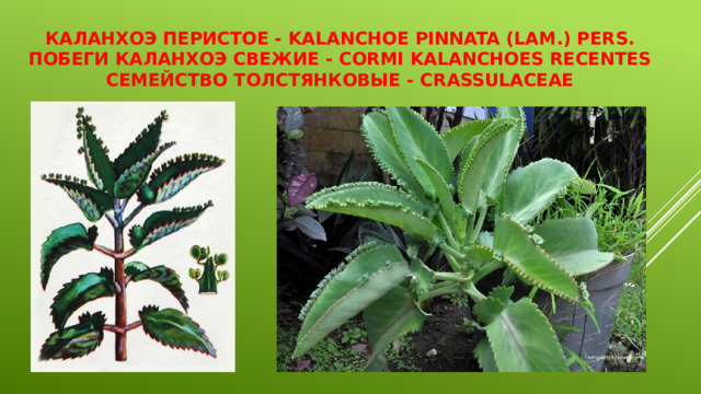 Каланхоэ перистое - Kalanchoe pinnata (Lam.) Pers.  Побеги каланхоэ свежие - Cormi Kalanchoes recentes  Семейство толстянковые - Crassulaceae 