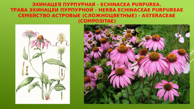 Эхинацея пурпурная - Echinacea purpurea.  Трава эхинацеи пурпурной - Herba Echinaceae purpureae  Семейство астровые (сложноцветные) - Asteraceae (Compositae) 