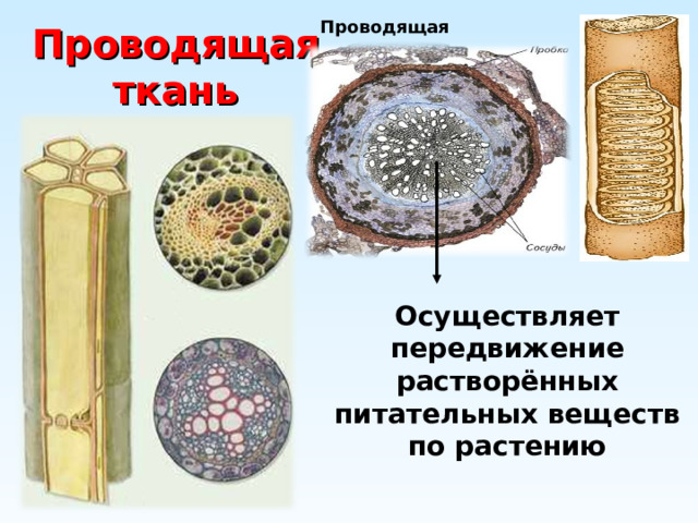 Проводящая  Проводящая  ткань Осуществляет передвижение растворённых питательных веществ по растению 