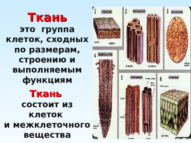  Ткань это группа клеток, сходных по размерам, строению и выполняемым функциям Ткань состоит из клеток и межклеточного вещества 