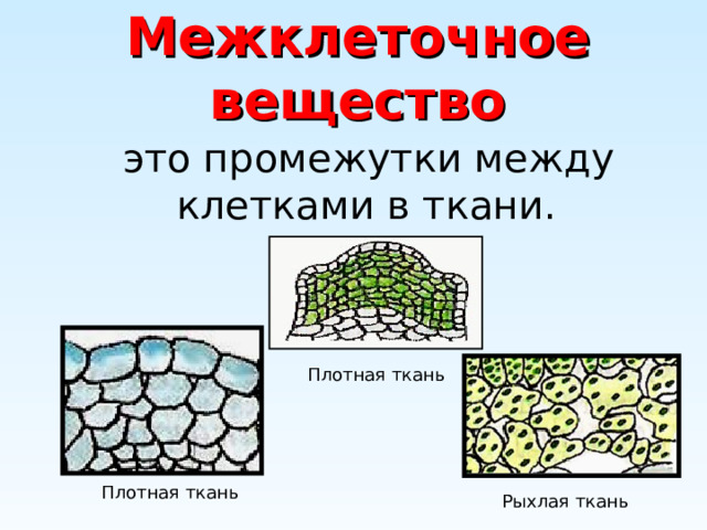Межклеточное вещество  это промежутки между клетками в ткани. Плотная ткань Плотная ткань Рыхлая ткань 
