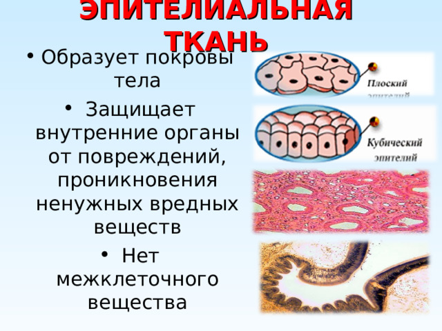 ЭПИТЕЛИАЛЬНАЯ ТКАНЬ Образует покровы тела  Защищает внутренние органы от повреждений, проникновения ненужных вредных веществ  Нет межклеточного вещества 