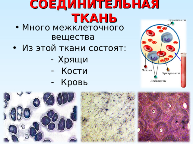 СОЕДИНИТЕЛЬНАЯ ТКАНЬ Много межклеточного вещества  Из этой ткани состоят: Хрящи  Кости  Кровь 