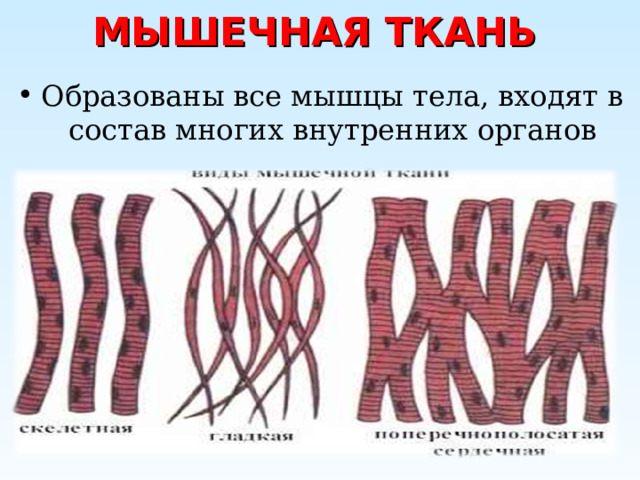 МЫШЕЧНАЯ ТКАНЬ Образованы все мышцы тела, входят в состав многих внутренних органов 