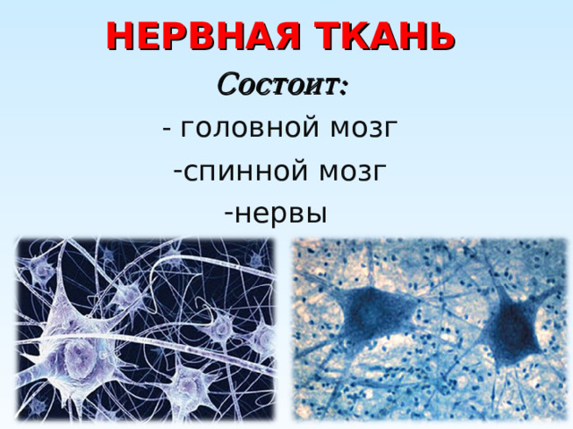 НЕРВНАЯ ТКАНЬ Состоит:  - головной мозг спинной мозг нервы 