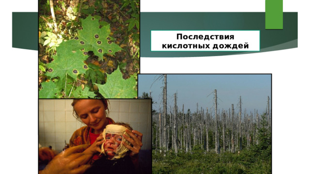 Последствия кислотных дождей 