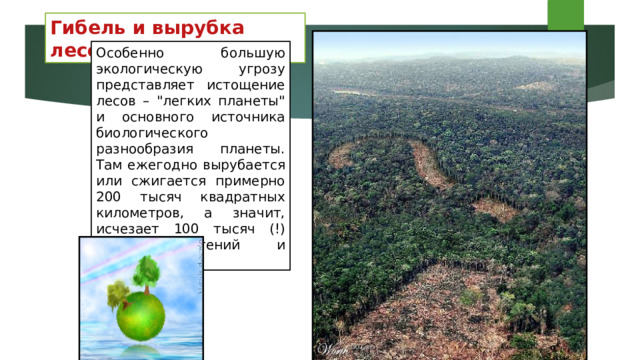 Гибель и вырубка лесов Особенно большую экологическую угрозу представляет истощение лесов – 