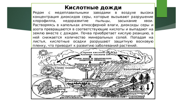 Кислотные дожди Рядом с медеплавильными заводами в воздухе высока концентрация диоксидов серы, которые вызывают разрушение хлорофилла, недоразвитие пыльцы, засыхание хвои. Растворяясь в капельках атмосферной влаги, диоксиды серы и азота превращаются в соответствующие кислоты и выпадают на землю вместе с дождем. Почва приобретает кислую реакцию, в ней снижается количество минеральных солей. Попадая на листья, кислотные осадки разрушают защитную восковую пленку, что приводит к развитию заболеваний растений. 