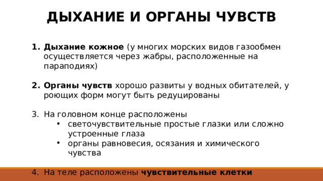 ДЫХАНИЕ И ОРГАНЫ ЧУВСТВ Дыхание кожное (у многих морских видов газообмен осуществляется через жабры, расположенные на параподиях) Органы чувств  хорошо развиты у водных обитателей, у роющих форм могут быть редуцированы На головном конце расположены светочувствительные простые глазки или сложно устроенные глаза органы равновесия, осязания и химического чувства светочувствительные простые глазки или сложно устроенные глаза органы равновесия, осязания и химического чувства светочувствительные простые глазки или сложно устроенные глаза органы равновесия, осязания и химического чувства На теле расположены чувствительные клетки 