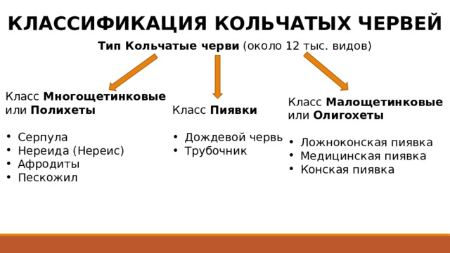 КЛАССИФИКАЦИЯ КОЛЬЧАТЫХ ЧЕРВЕЙ Тип Кольчатые черви (около 12 тыс. видов) Класс Многощетинковые или Полихеты Серпула Нереида (Нереис) Афродиты Пескожил Класс Малощетинковые или Олигохеты Ложноконская пиявка Медицинская пиявка Конская пиявка Класс Пиявки Дождевой червь Трубочник 