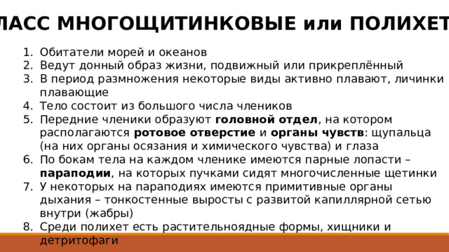 КЛАСС МНОГОЩИТИНКОВЫЕ или ПОЛИХЕТЫ Обитатели морей и океанов Ведут донный образ жизни, подвижный или прикреплённый В период размножения некоторые виды активно плавают, личинки плавающие Тело состоит из большого числа члеников Передние членики образуют головной отдел , на котором располагаются ротовое отверстие и органы чувств : щупальца (на них органы осязания и химического чувства) и глаза По бокам тела на каждом членике имеются парные лопасти – параподии , на которых пучками сидят многочисленные щетинки У некоторых на параподиях имеются примитивные органы дыхания – тонкостенные выросты с развитой капиллярной сетью внутри (жабры) Среди полихет есть растительноядные формы, хищники и детритофаги 
