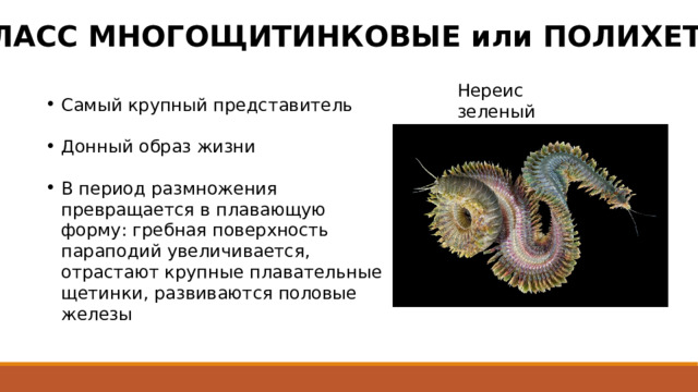 КЛАСС МНОГОЩИТИНКОВЫЕ или ПОЛИХЕТЫ Нереис зеленый Самый крупный представитель Донный образ жизни В период размножения превращается в плавающую форму: гребная поверхность параподий увеличивается, отрастают крупные плавательные щетинки, развиваются половые железы 