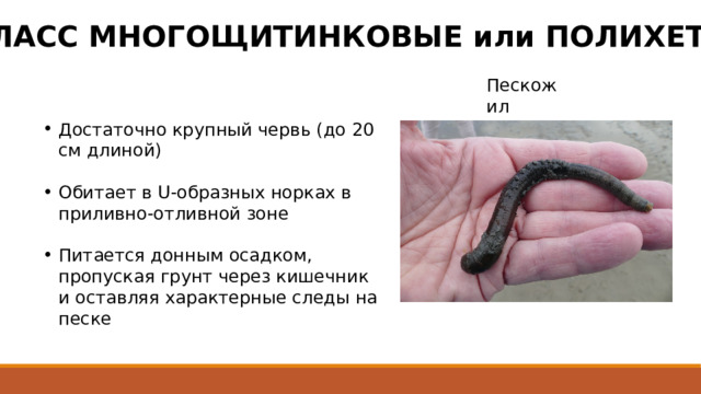 КЛАСС МНОГОЩИТИНКОВЫЕ или ПОЛИХЕТЫ Пескожил Достаточно крупный червь (до 20 см длиной) Обитает в U-образных норках в приливно-отливной зоне Питается донным осадком, пропуская грунт через кишечник и оставляя характерные следы на песке 