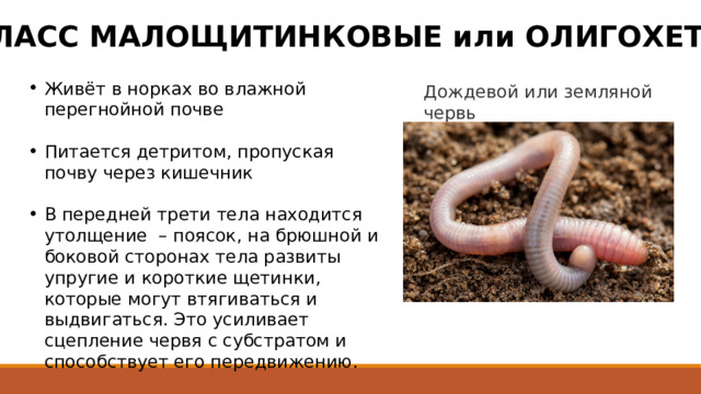 КЛАСС МАЛОЩИТИНКОВЫЕ или ОЛИГОХЕТЫ Живёт в норках во влажной перегнойной почве Питается детритом, пропуская почву через кишечник В передней трети тела находится утолщение – поясок, на брюшной и боковой сторонах тела развиты упругие и короткие щетинки, которые могут втягиваться и выдвигаться. Это усиливает сцепление червя с субстратом и способствует его передвижению. Дождевой или земляной червь 