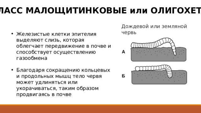 КЛАСС МАЛОЩИТИНКОВЫЕ или ОЛИГОХЕТЫ Дождевой или земляной червь Железистые клетки эпителия выделяют слизь, которая облегчает передвижение в почве и способствует осуществлению газообмена Благодаря сокращению кольцевых и продольных мышц тело червя может удлиняться или укорачиваться, таким образом продвигаясь в почве 
