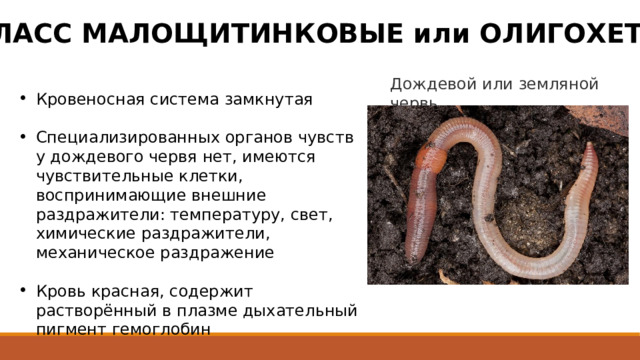 КЛАСС МАЛОЩИТИНКОВЫЕ или ОЛИГОХЕТЫ Дождевой или земляной червь Кровеносная система замкнутая Специализированных органов чувств у дождевого червя нет, имеются чувствительные клетки, воспринимающие внешние раздражители: температуру, свет, химические раздражители, механическое раздражение Кровь красная, содержит растворённый в плазме дыхательный пигмент гемоглобин 